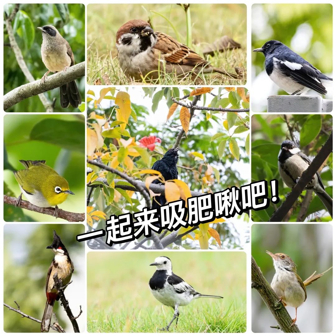 走進(jìn)荔園的鳥類世界